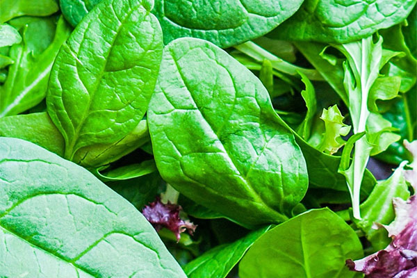 Green Leafy Vegetables for Healthy Diet