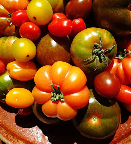 Tomatoes Spring Vegetables